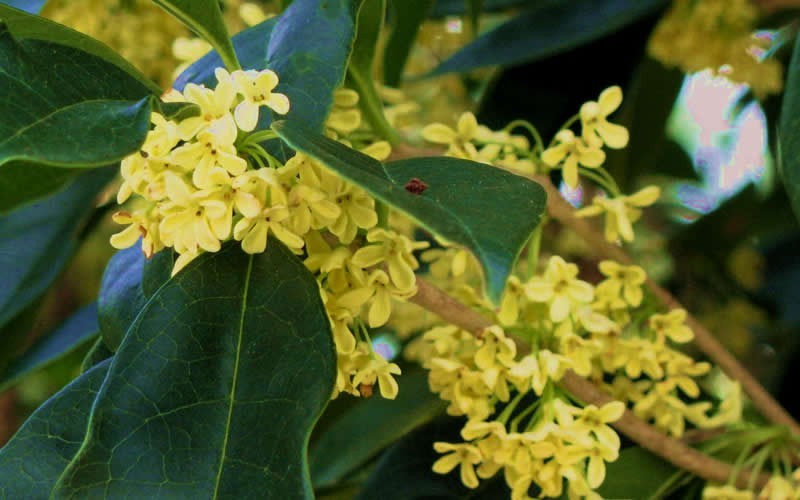 Osmanthus Flower Seeds for Planting – Heirloom, Non-GMO, High Germination Organic Garden Seeds