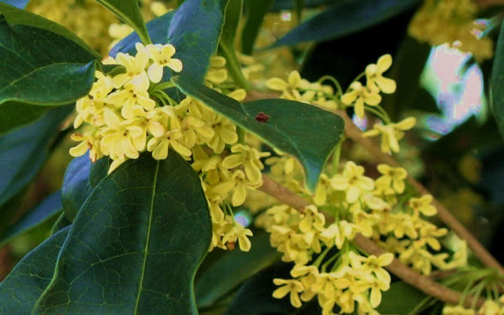 Osmanthus Flower Seeds for Planting – Heirloom, Non-GMO, High Germination Organic Garden Seeds