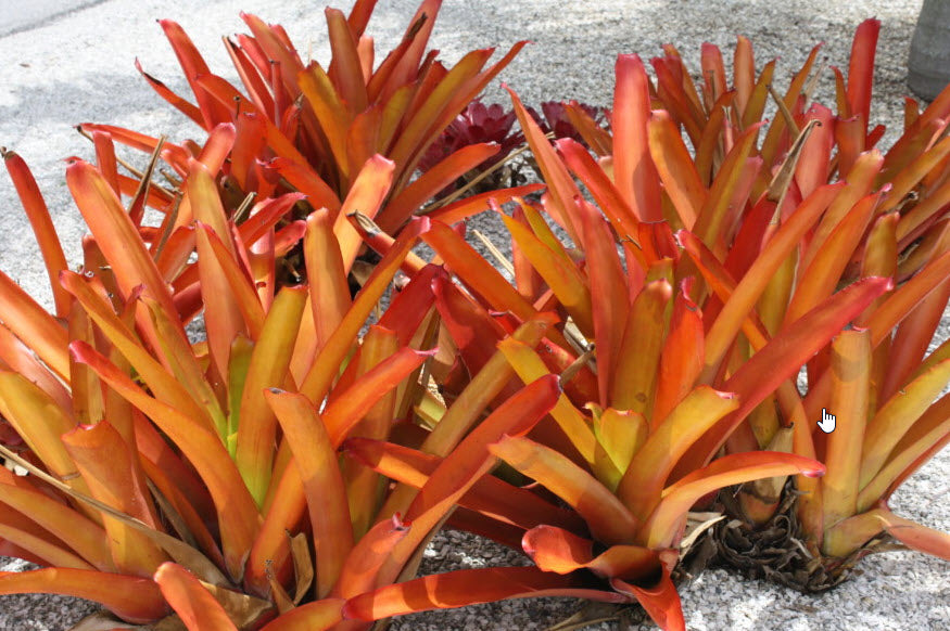 Orange Bromeliad Flower Seeds for Planting – Heirloom Non-GMO Organic Garden Seeds with High Germination