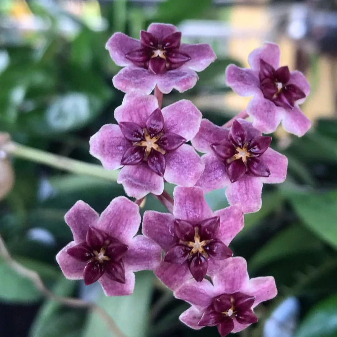 Violet Hoya Flower Seeds for Planting – Cottage Garden Essential, Heirloom, Non-GMO Seeds