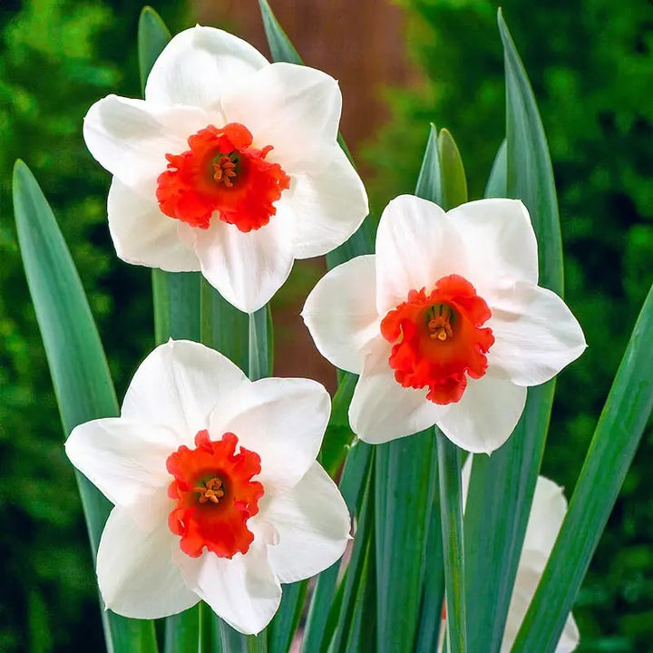 White Red Narcissus Flower Seeds for Planting – Heirloom Non-GMO High Germination Organic Garden Seeds