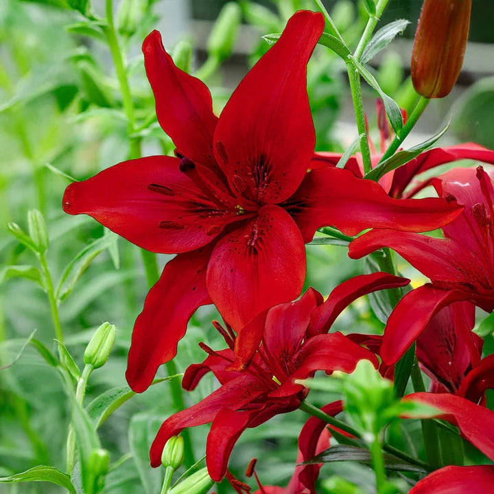 Red Lilium Flower Seeds for Planting – Heirloom, Non-GMO, High Germination Border Flowers