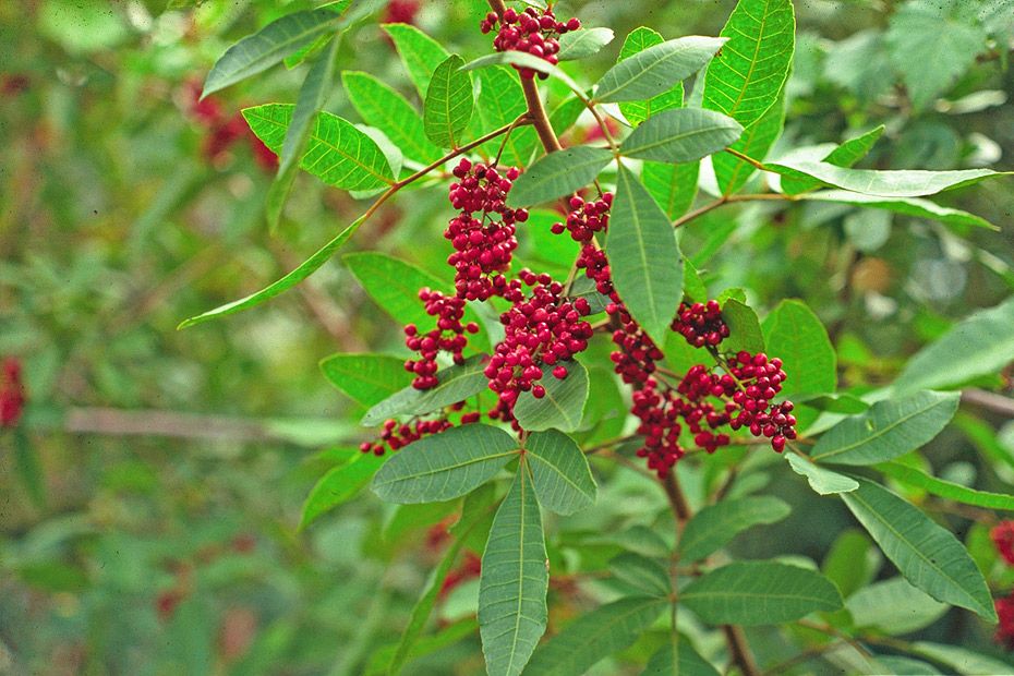 Mixed Terebinthifolius Herb Seeds – Heirloom, Non-GMO Seeds for Garden Planting, Organic Quality