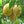 Abiu Fruit Seeds – Heirloom, Non-GMO Seeds for Sweet Tropical Garden Tree Planting