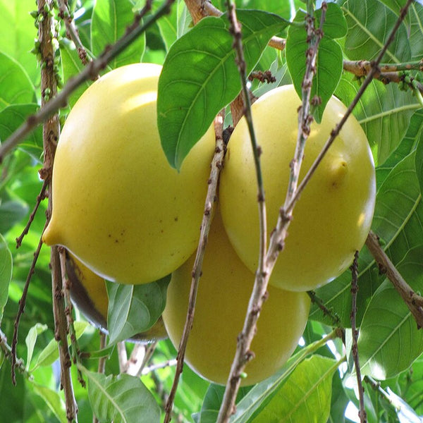 Abiu Fruit Seeds – Heirloom, Non-GMO Seeds for Sweet Tropical Garden Tree Planting