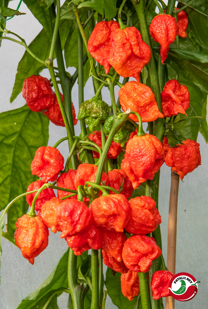 Hurt Berry Pepper Seeds for Planting – Heirloom, Non-GMO, Rare Spicy Pepper – High Germination