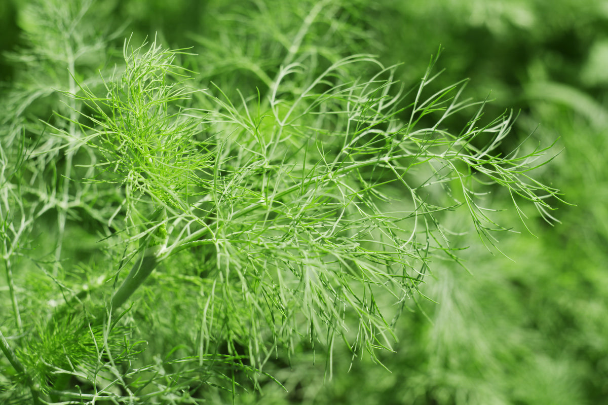 Brown Dill Grain Herb Seeds for Planting – Heirloom, Non-GMO, Organic Garden Seeds with High Germination