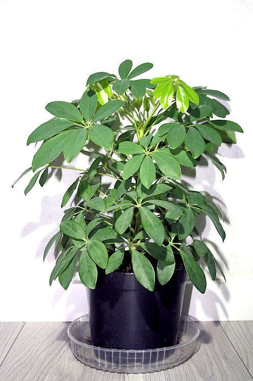 Schefflera Herb Seeds – Heirloom, Non-GMO Favorite Seeds for Home Garden Planting