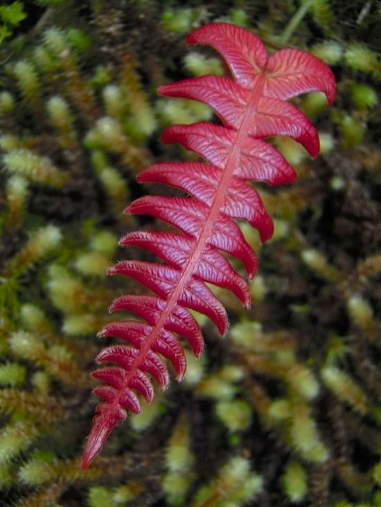 Red Fern Pteridophyta Seeds for Planting – Heirloom, Non-GMO, High Germination Organic Garden Seeds