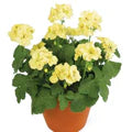 Yellow Geranium Flower Seeds for Planting – Heirloom, Non-GMO Cottage Garden Essential Organic Seeds