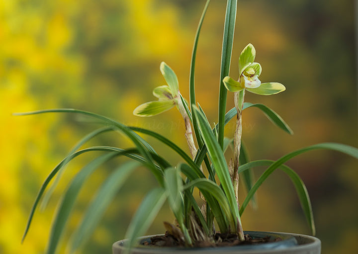 Pale Green Cymbidium Maxillaria Goeringii Seeds for Planting – Heirloom, Non-GMO, Pollinator Friendly, High Germination