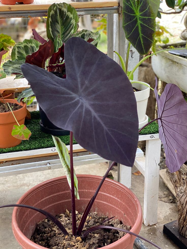 Black Caladium Flower Seeds for Planting – Heirloom Non-GMO, High Germination Organic Garden Seeds