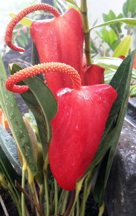Pigtail Anthurium Flower Seeds for Planting – Heirloom, Non-GMO, High Germination
