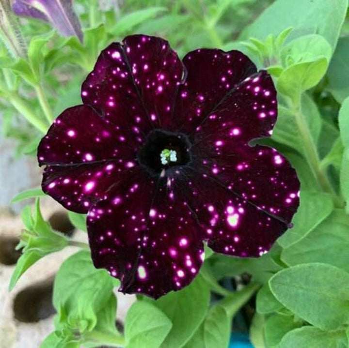 Dotted Burgundy Petunia Seeds for Planting – Heirloom, Non-GMO, High Germination Garden Blooms
