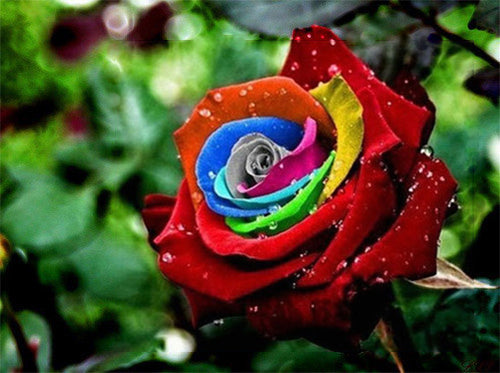 Brown Rainbow Potted Rose Flower Seeds for Planting - Heirloom, Non-GMO, Pollinator Friendly, High Germination Garden Seeds