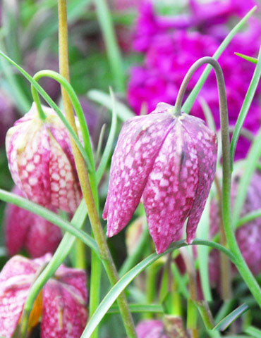 Pink Fritillaria Flower Seeds for Planting – Heirloom Non-GMO, High Germination Organic Garden Seeds