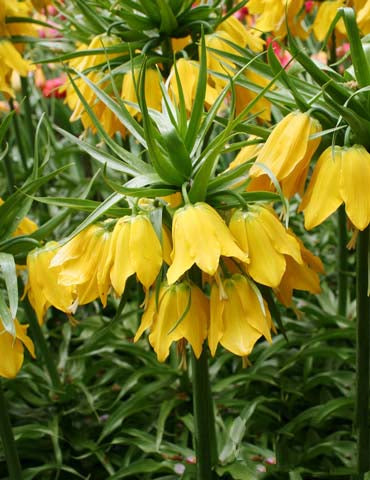 Yellow Fritillaria Flower Seeds for Planting – Heirloom, Non-GMO, Shade Tolerant, High Germination
