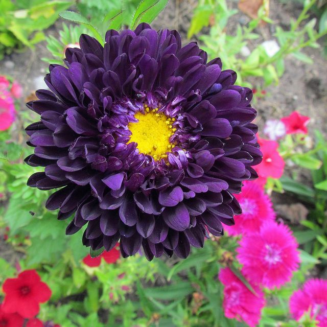 Dark Violet China Aster Flower Seeds for Planting – Heirloom, Non-GMO, High Germination