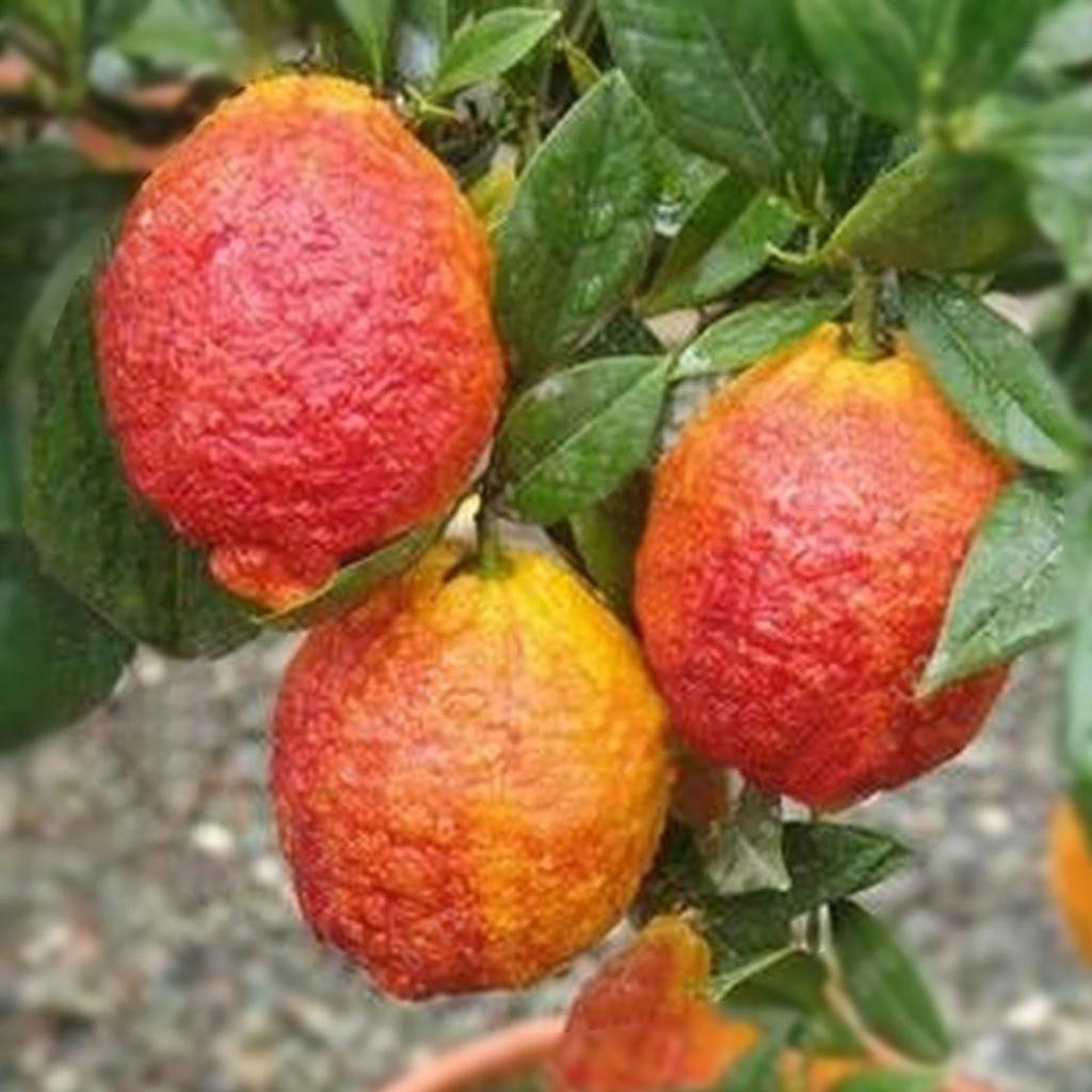 Red Lemon Fruit Seeds – Heirloom, Non-GMO Seeds for Sweet Tangy Citrus Garden Harvest