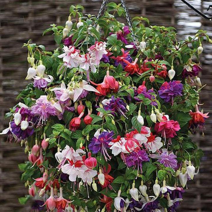 Mixed Colour Fuchsia Flower Seeds for Planting – Heirloom, Non-GMO, High Germination Organic Garden Seeds