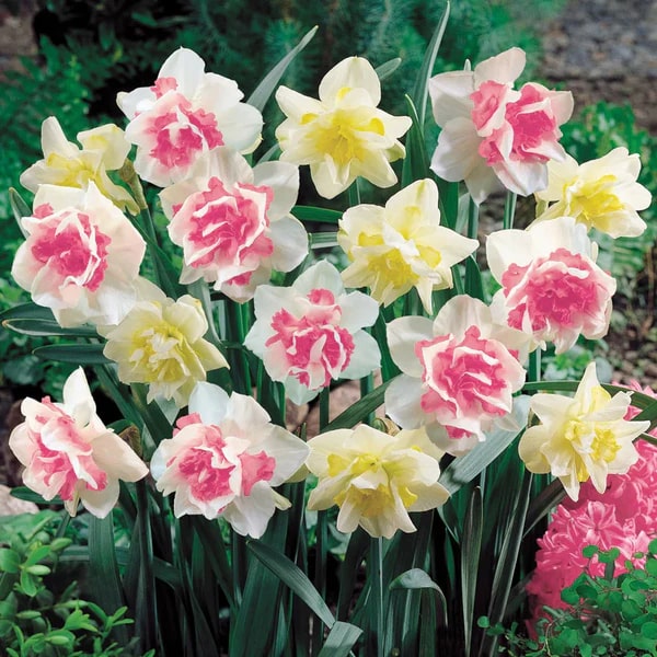 Mixed Double Petals Pink Daffodil Seeds for Planting | Heirloom Non-GMO Organic Garden Seeds