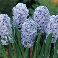 Hyacinthus Flower Seeds for Planting – Garden Favorite, Heirloom, Non-GMO, High Germination Organic Garden Seeds