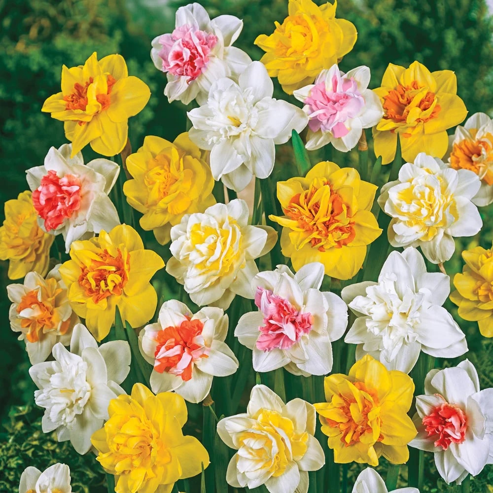 Mixed Colour Double Petal Pink Daffodil Seeds for Planting – Heirloom, Non-GMO, High Germination