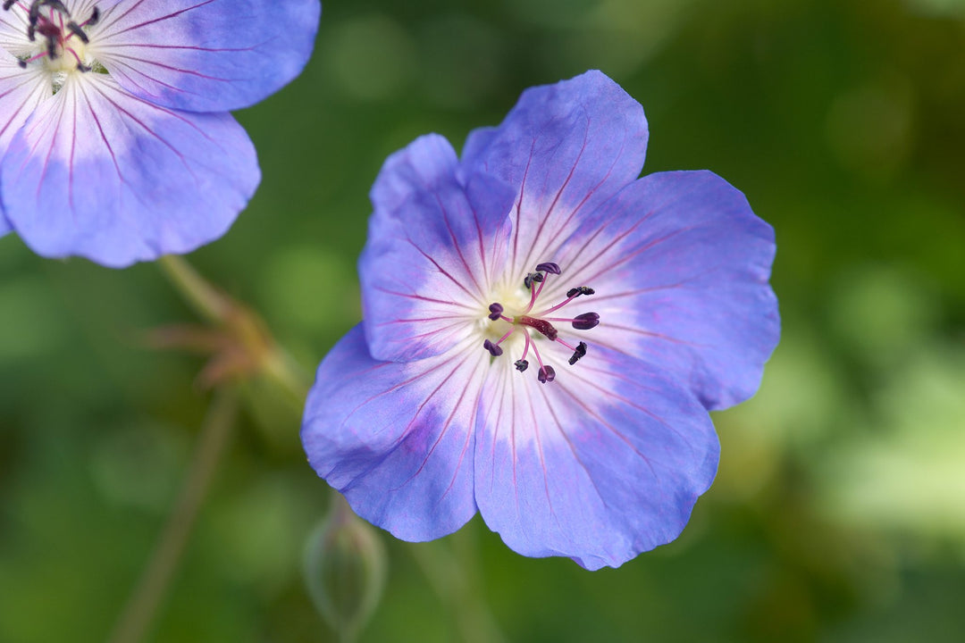 Rozanne Flower Seeds for Planting – Heirloom Non-GMO Seeds for Home Garden, High Germination