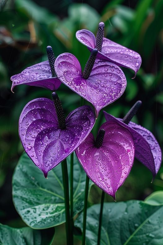 Flower Seeds, Seeds,Seeds For Planting,Plant Seeds