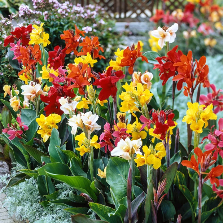 Mixed Colour Canna Flower Seeds for Planting – Heirloom Non-GMO Organic Garden Seeds, High Germination