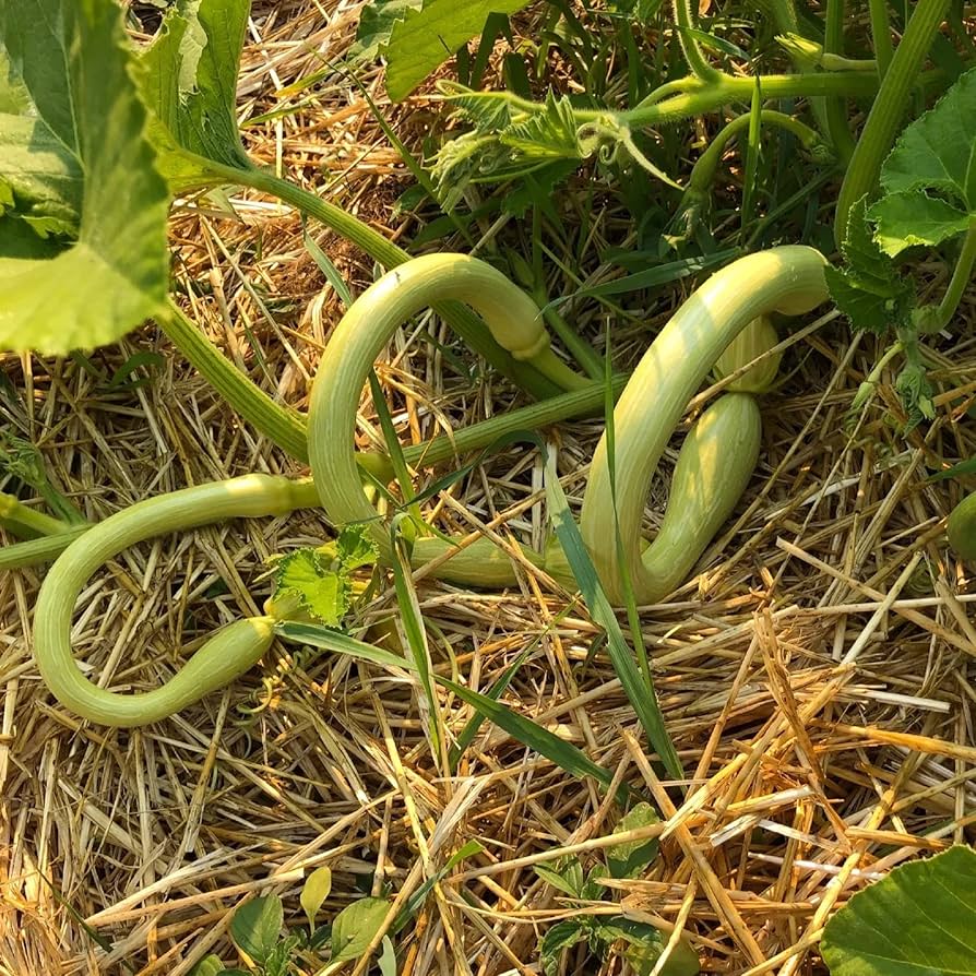 White Long Snake Gourd Seeds for Planting – Heirloom, Non-GMO, High Germination Organic Garden Seeds with Unique Shape & Mild Flavor