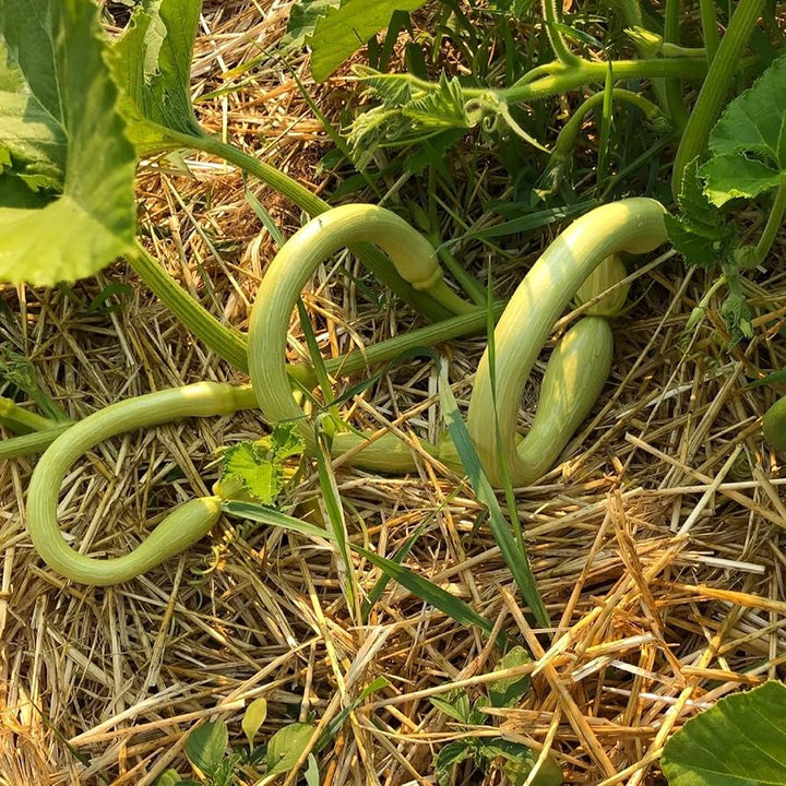 White Long Snake Gourd Seeds for Planting – Heirloom, Non-GMO, High Germination Organic Garden Seeds with Unique Shape & Mild Flavor