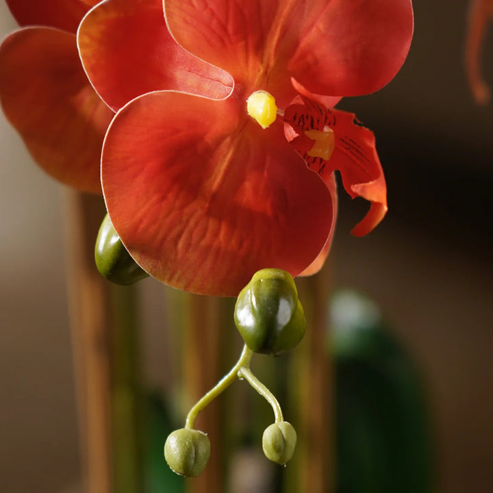 Deep Orange Phalaenopsis Orchid Flower Seeds for Planting – Heirloom, Non-GMO, Low Maintenance, High Germination