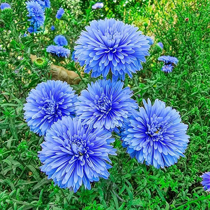 Blue Aster Flower Seeds for Planting – Heirloom Non-GMO High Germination Organic Garden Seeds