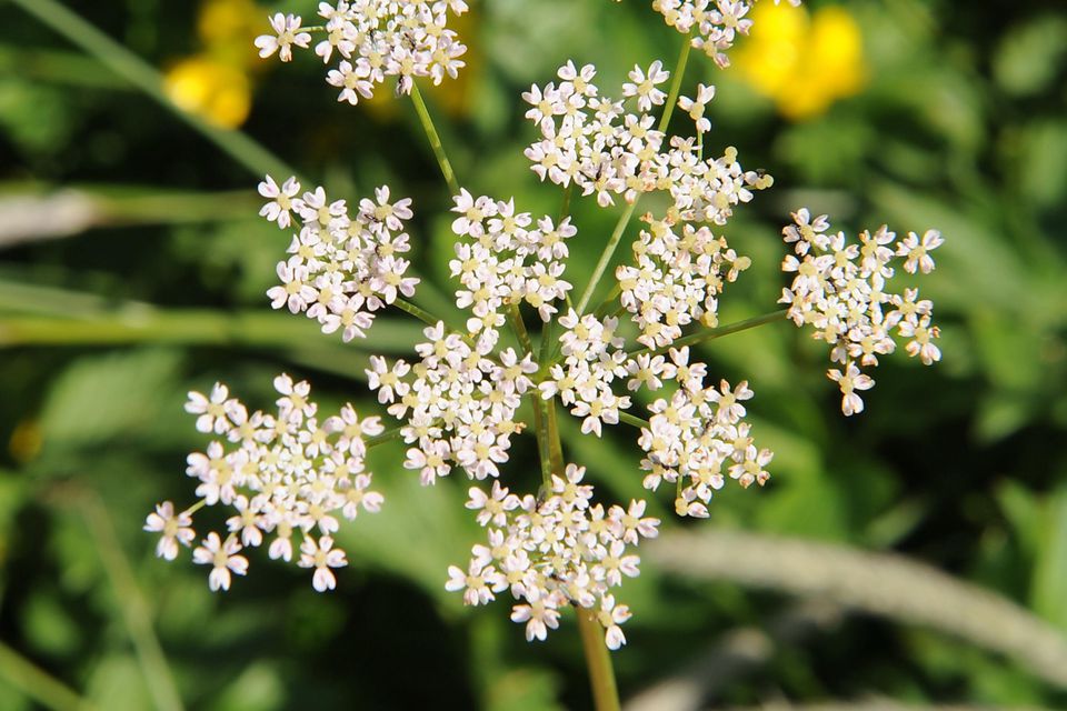 White Caraway Herb Seeds for Planting – Heirloom, Non-GMO, Organic Garden Seeds with High Germination Rate