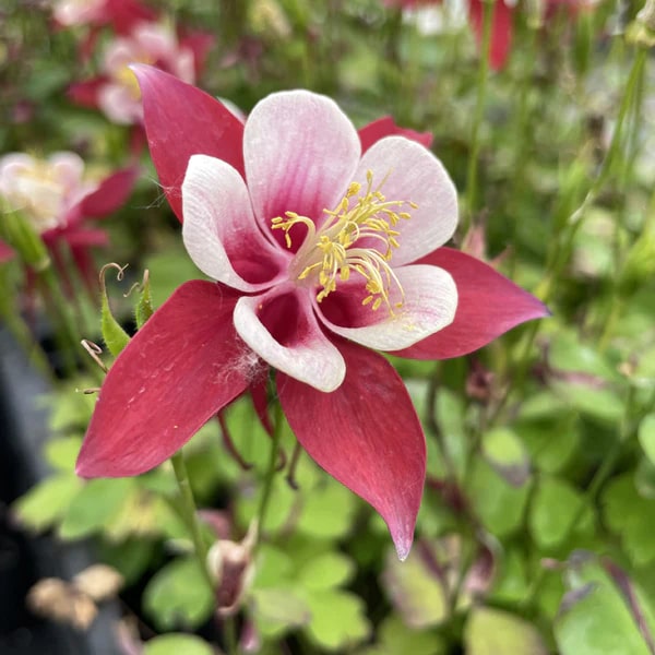 White Red Aquilegia Flower Seeds for Planting – Low Maintenance Heirloom Non-GMO High Germination Garden Seeds