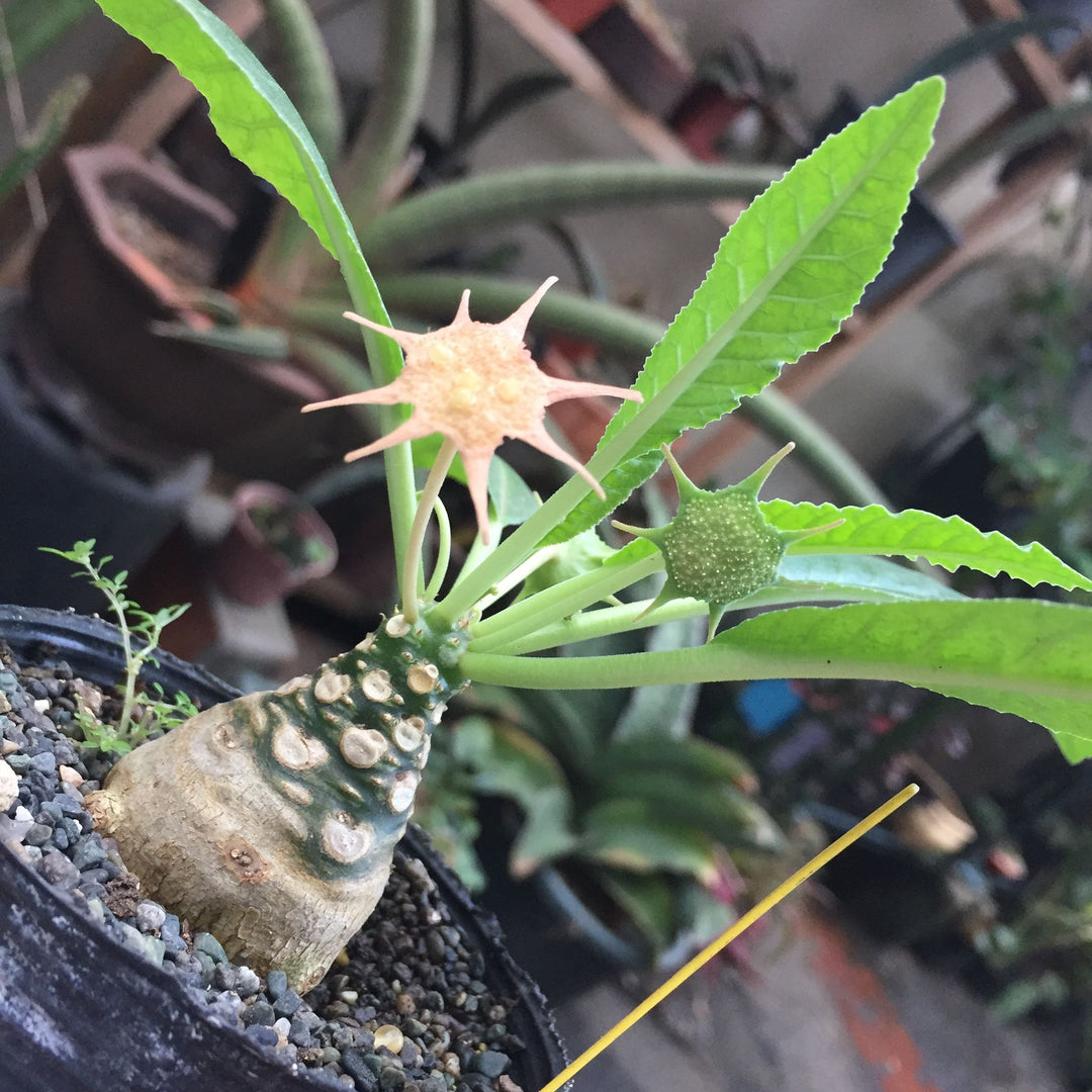 Green Dorstenia Foetida plant seeds for planting - Heirloom & Non-GMO Garden seeds