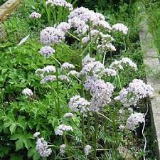 Valerian Root Seeds for Planting – Heirloom, Non-GMO Medicinal Herb Seeds (Valeriana officinalis) for Natural Sleep & Wellness Gardens