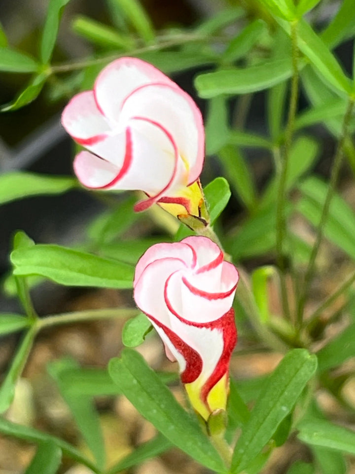 Oxalis Versicolor Flower Seeds for Planting – Heirloom, Non-GMO, High Germination Organic Garden Seeds