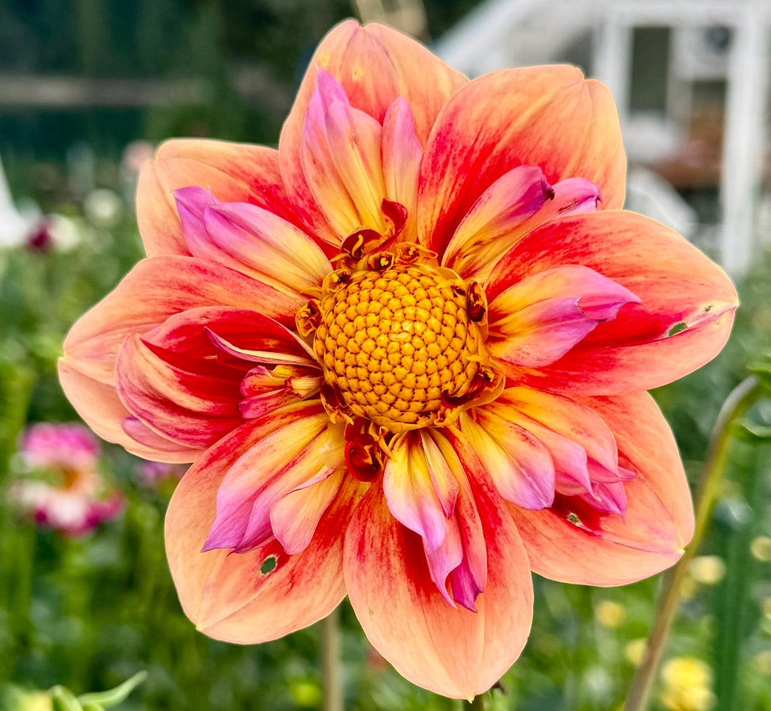 Orange Pink Dahlia Flower Seeds for Planting – Compact Growth, Heirloom, Non-GMO, High Germination Organic Garden Seeds