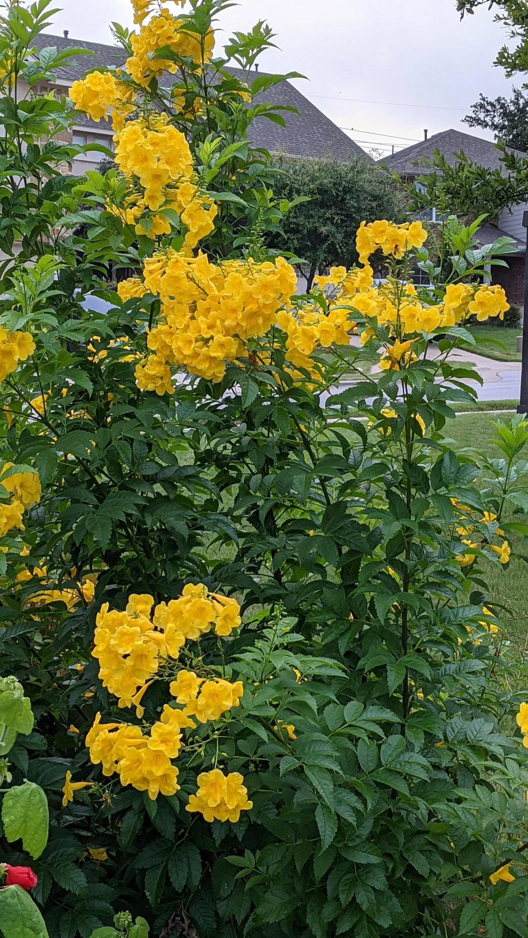 Flower Seeds, Seeds,Seeds For Planting,Plant Seeds