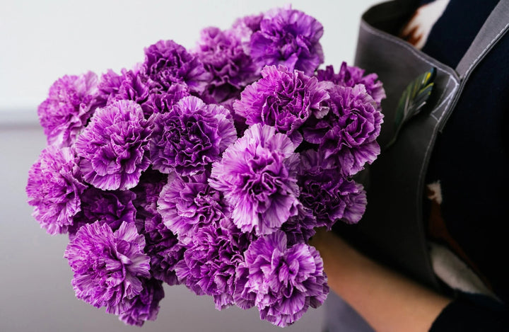 Purple Carnation Flower Seeds for Planting – Low Maintenance, Heirloom & Non-GMO Seeds for Home Garden