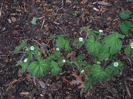 Goldenseal Root Seeds (Hydrastis canadensis) for Planting – Heirloom, Non-GMO Medicinal Herb for Shaded Gardens