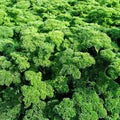 Curly Parsley Seeds for Planting – Heirloom, Non-GMO Culinary Herb for Kitchen Gardens and Garnishing