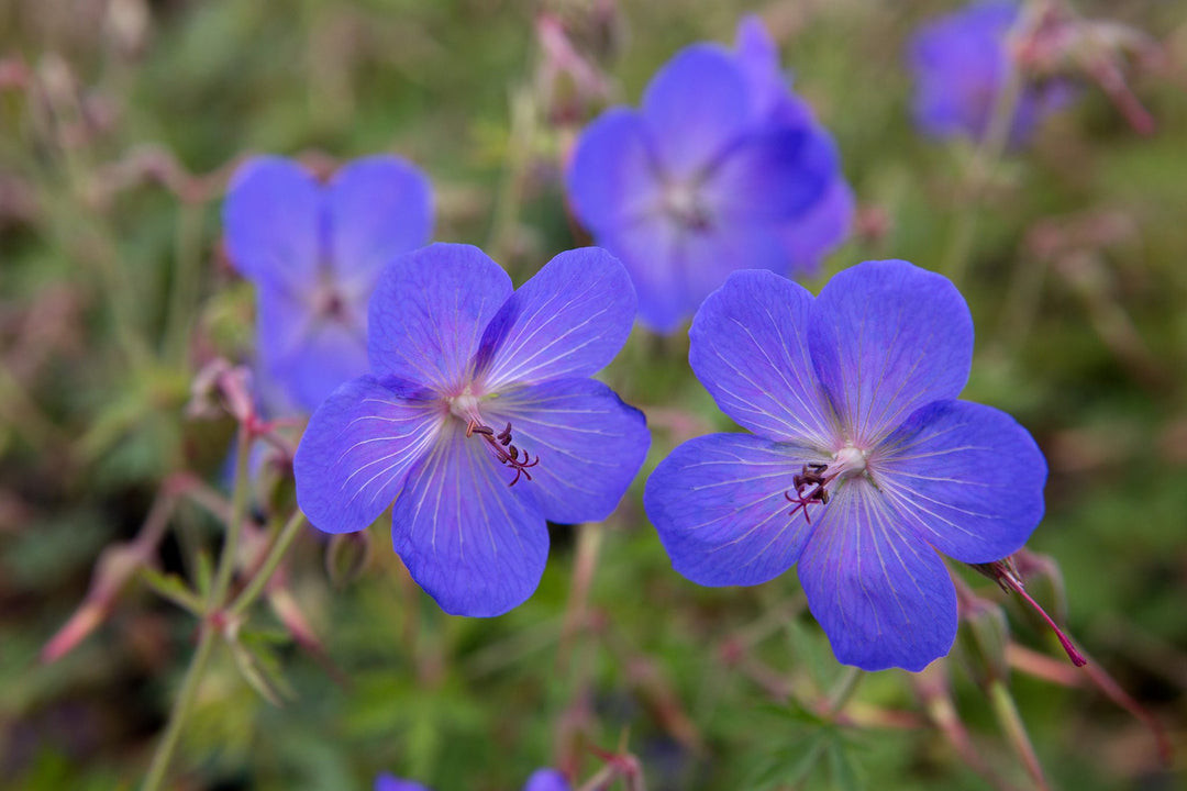 blue geranium seeds Deep Blue Geranium Non-GMO Heirloom Seeds – Earthechoseeds