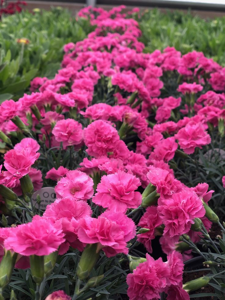 Pink Double-Flowered Dianthus Seeds for Planting - Pollinator Friendly, Heirloom & GMO Free Seeds for Home Garden