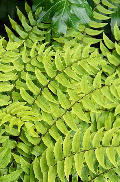 Light Green Fern for Planting Seeds – Heirloom, Non-GMO, High Germination Organic Garden Seeds
