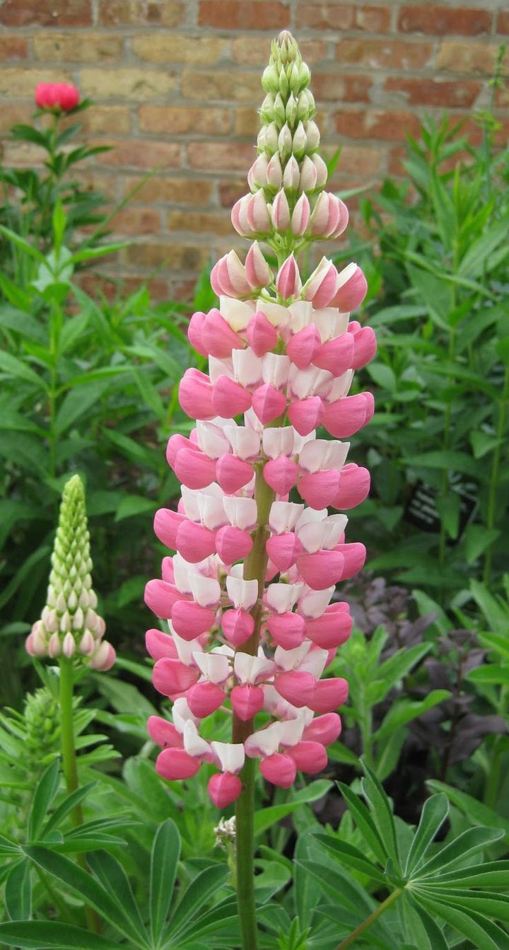 Light Pink Lupine Flower Seeds for Planting – Heirloom, Non-GMO, Fragrant Blooms, High Germination