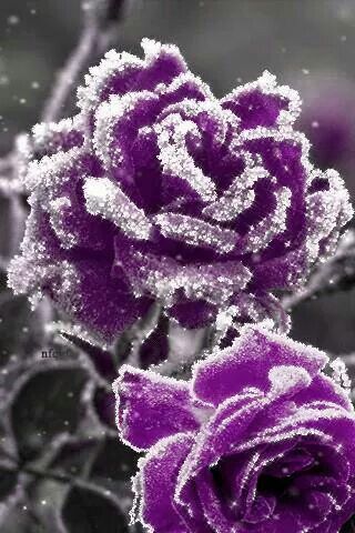 Dark Violet Snow Rose Flower Seeds for Planting – Heirloom, Non-GMO, Shade-Tolerant Organic Garden Seeds