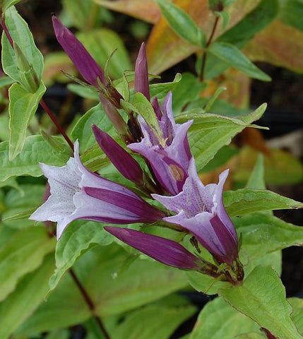 Flower Seeds, Seeds,Seeds For Planting,Plant Seeds